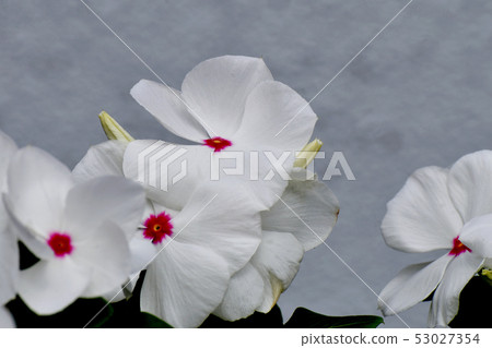 Red multi-colored periwinkle blooming in Mitaka Nakahara Red multi-colored periwinkle blooming in Mitaka Nakahara 53027354