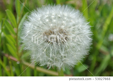 Dandelion's fluff Dandelion's fluff 53027668