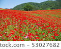 Poppies of Chichibu Takahara Ranch 53027682