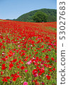 Poppies of Chichibu Takahara Ranch 53027683