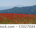Poppies of Chichibu Takahara Ranch 53027684