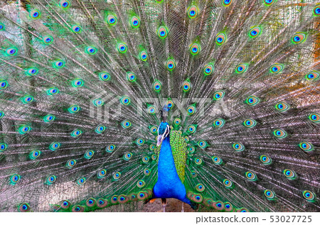 印度孔雀男 53027725