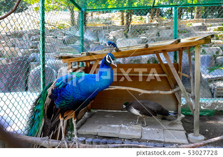 Indian peacock Indian peacock 53027728