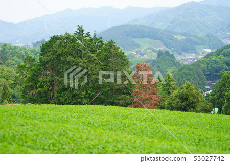 京都府·景觀物業登記區·茶園1 京都府·景觀物業登記區·茶園1 53027742