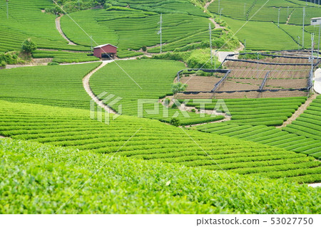 A tea plantation beauty 5 in the Ishizuka district, Kyoto Prefecture A tea plantation beauty 5 in the Ishizuka district, Kyoto Prefecture 53027750
