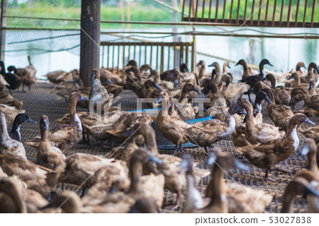 Group of ducks in farm, traditional farming in 53027838