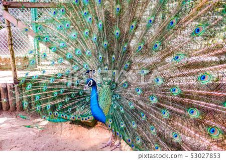 印度孔雀男 53027853