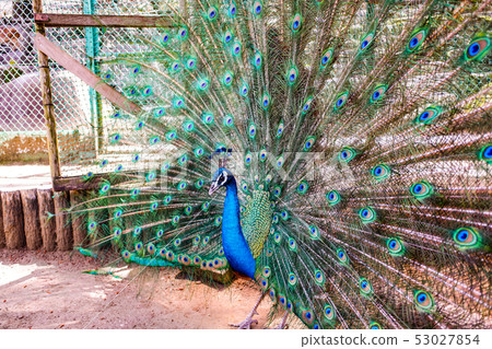 印度孔雀男 53027854