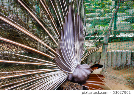 印地安孔雀男性背面圖 53027901