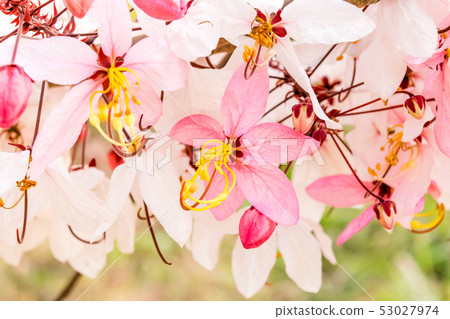 Cassia bakeriana Craib, Cassia bakeriana Craib, 53027974