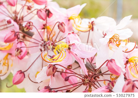 Cassia bakeriana Craib, Cassia bakeriana Craib, 53027975