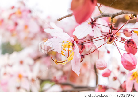Cassia bakeriana Craib, Cassia bakeriana Craib, 53027976