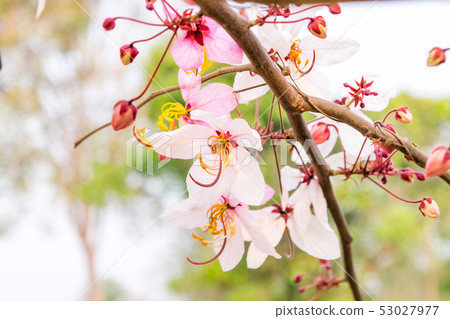 Cassia bakeriana Craib, Cassia bakeriana Craib, 53027977