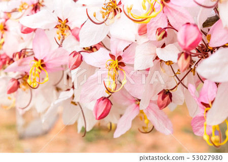 Cassia bakeriana Craib Cassia bakeriana Craib 53027980