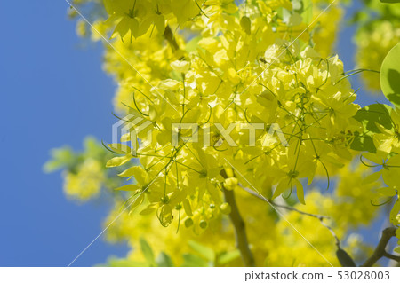 Close up of Cassia fistula flower. 53028003