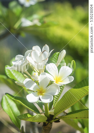 Close up of White Frangipani flower. Close up of White Frangipani flower. 53028004