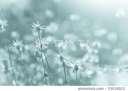 Coat buttons or Mexican daisy flower 53028023