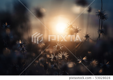 Coat buttons or Mexican daisy flower 53028028