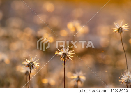 Coat buttons or Mexican daisy flower 53028030