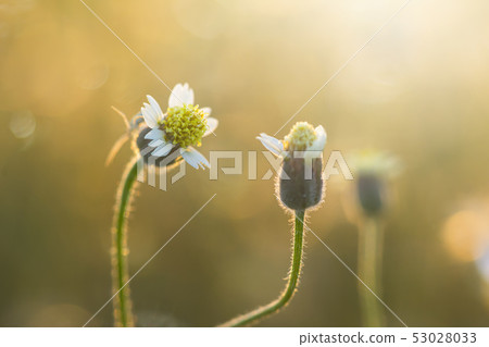 Coat buttons or Mexican daisy flower. Coat buttons or Mexican daisy flower. 53028033