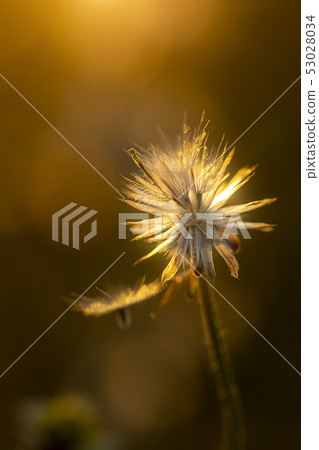 Coat buttons or Mexican daisy flower. 53028034