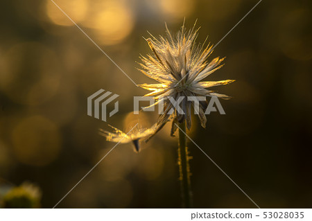 Coat buttons or Mexican daisy flower. Coat buttons or Mexican daisy flower. 53028035