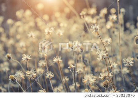 Coat buttons or Mexican daisy flower 53028070