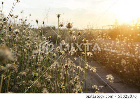 Coat buttons or Mexican daisy flower Coat buttons or Mexican daisy flower 53028076