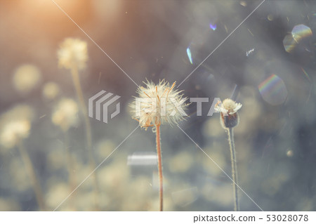 Coat buttons or Mexican daisy flower Coat buttons or Mexican daisy flower 53028078