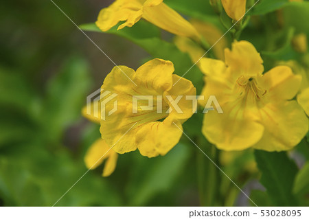 Close up Yellow elder, Trumpetbush flower. Close up Yellow elder, Trumpetbush flower. 53028095