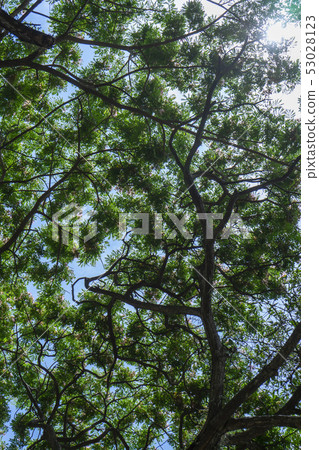 Under Rain tree or East indian walnut. Under Rain tree or East indian walnut. 53028123