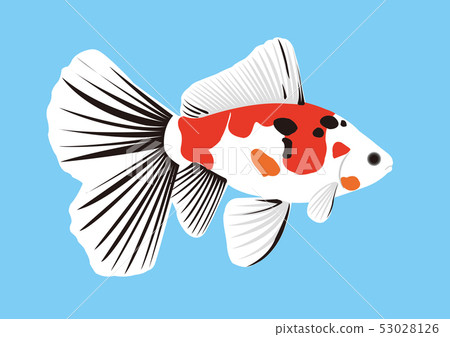 金魚朱Bunkin 金魚朱Bunkin 53028126