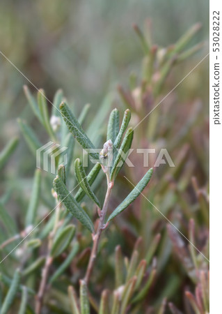Bog rosemary Blue Ice Bog rosemary Blue Ice 53028222