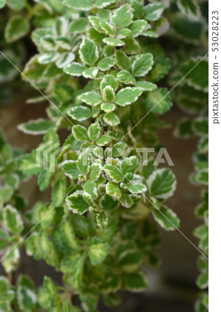 Swedish ivy Marginatus 53028223