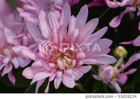Chrysanthemum 53028224