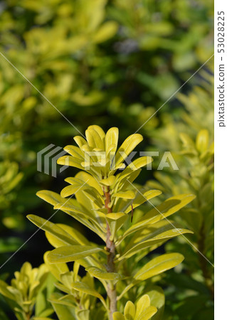 Dwarf Japanese Mock Orange 53028225