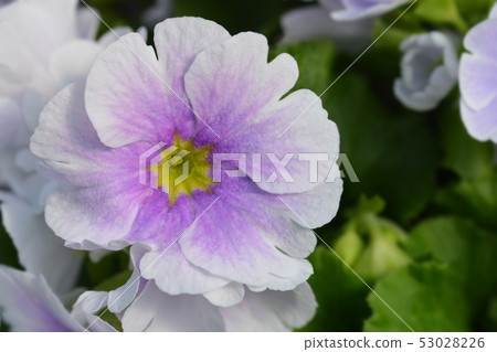 Poison primrose Poison primrose 53028226