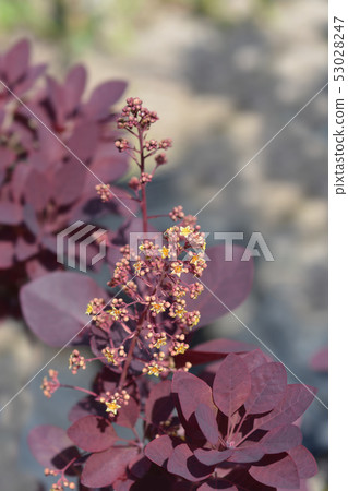Smoke tree Royal Purple 53028247