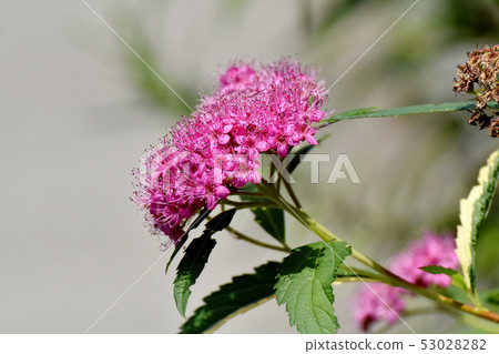 Pink Shimotsuke blooming in Mitaka Nakahara 53028282