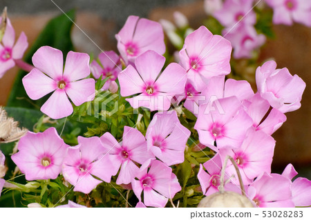 Pink perennial phlox blooming in Mitaka Nakahara Pink perennial phlox blooming in Mitaka Nakahara 53028283