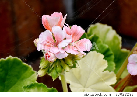 Pink geranium blooming in Mitaka Nakahara Pink geranium blooming in Mitaka Nakahara 53028285
