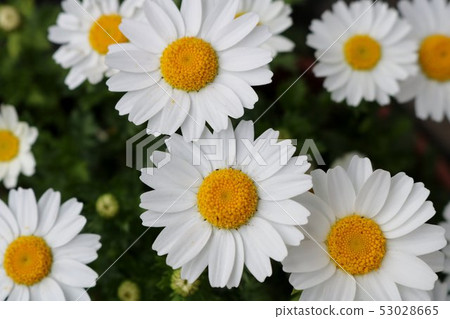 Flower north pole spring flower bed Flower north pole spring flower bed 53028665
