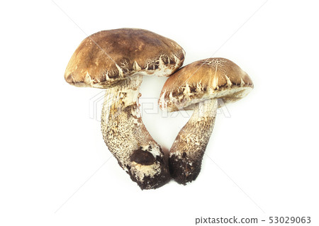 Boletus mushrooms Boletus mushrooms 53029063