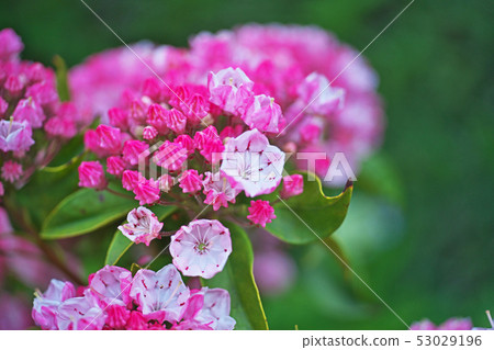 Red karmia flower 53029196