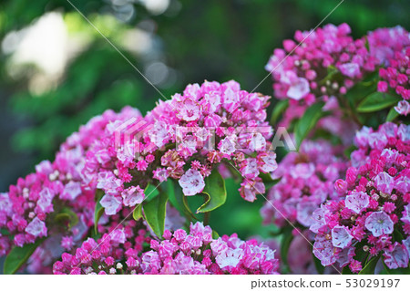 Red karmia flower 53029197