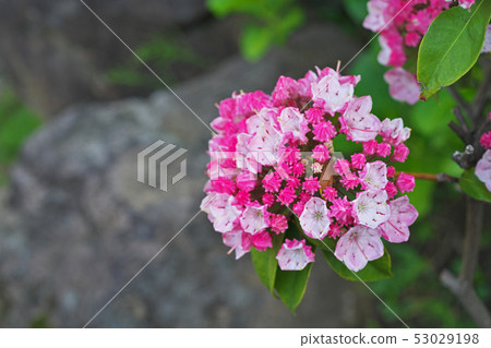 Red karmia flower Red karmia flower 53029198