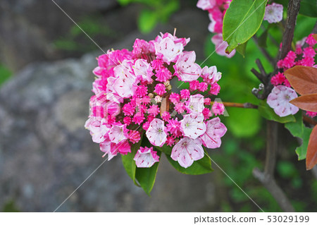 Red karmia flower 53029199