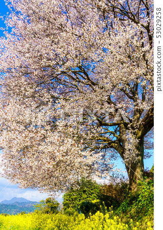 Mountain cherry blossoms and rape blossoms of Baba [Saga Prefecture Takeo City] 53029258
