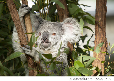Cute Australian Koala resting during the day. Cute Australian Koala resting during the day. 53029329