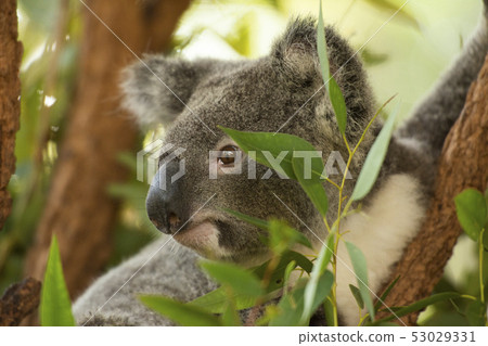 Cute Australian Koala resting during the day. Cute Australian Koala resting during the day. 53029331